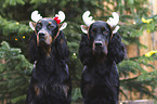 Gordon Setter portrait