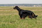 male Gordon Setter