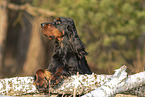 female Gordon Setter