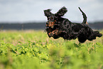 female Gordon Setter