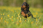 Gordon Setter Puppy