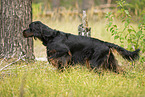 male Gordon Setter
