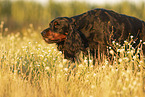 female Gordon Setter