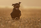 male Gordon Setter