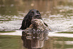 male Gordon Setter