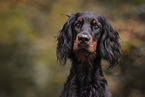 Gordon Setter