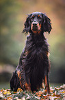 Gordon Setter