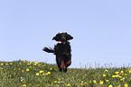 male Gordon Setter