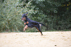 Gordon Setter