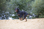 Gordon Setter