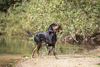 Gordon Setter