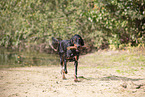 Gordon Setter