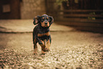 Gordon Setter puppy