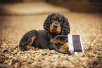 Gordon Setter puppy