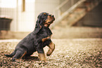 Gordon Setter puppy