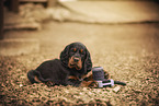 Gordon Setter puppy