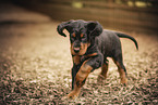 Gordon Setter puppy