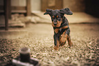 Gordon Setter puppy