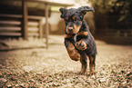 Gordon Setter puppy