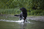 Gordon Setter
