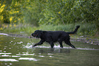 Gordon Setter