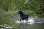 Gordon Setter