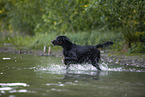 Gordon Setter