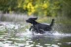 Gordon Setter