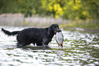 Gordon Setter retrieves duck