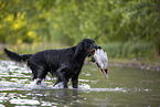 Gordon Setter retrieves duck