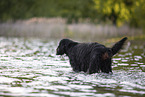 Gordon Setter