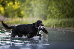 Gordon Setter retrieves duck