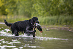 Gordon Setter retrieves duck