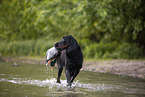 Gordon Setter retrieves duck