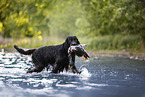 Gordon Setter retrieves duck