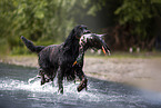 Gordon Setter retrieves duck