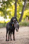 Gordon Setter retrieves duck