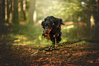 Gordon Setter