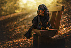 Gordon Setter