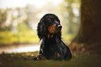 Gordon Setter