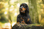 Gordon Setter