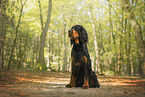 Gordon Setter