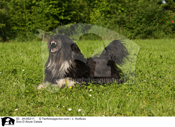 Katalanischer Schferhund / Gos D Atura Catala / JH-06211