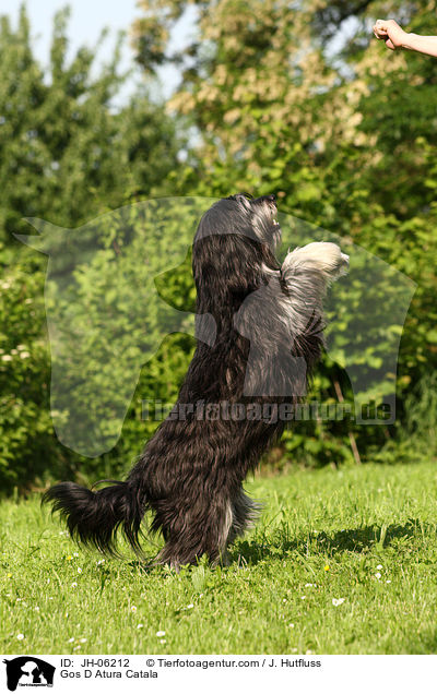 Katalanischer Schferhund / Gos D Atura Catala / JH-06212