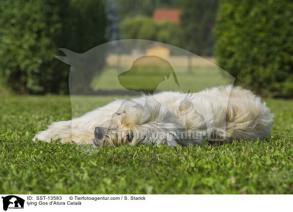 liegender Gos d'Atura Catal / lying Gos d'Atura Catal / SST-13583