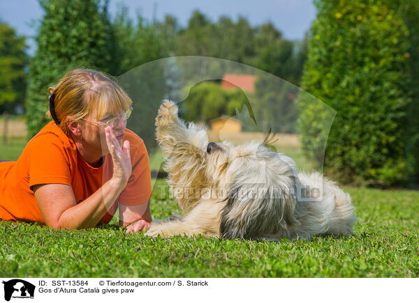 Gos d'Atura Catal gibt Pftchen / Gos d'Atura Catal gives paw / SST-13584