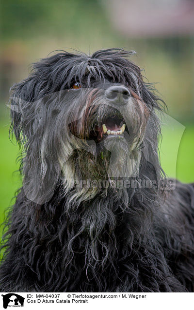 Katalanischer Schferhund Portrait / Gos D Atura Catala Portrait / MW-04037