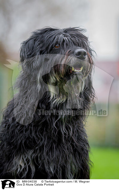 Katalanischer Schferhund Portrait / Gos D Atura Catala Portrait / MW-04038