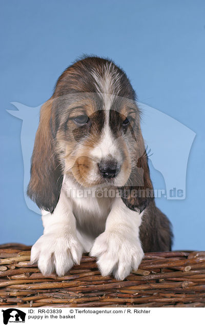 Grand Basset Griffon Vendeen Welpe im Krbchen / puppy in the basket / RR-03839