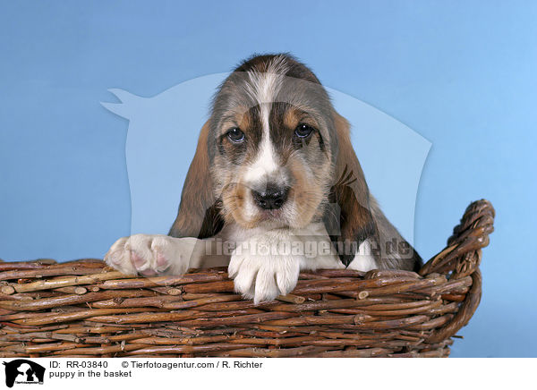 Grand Basset Griffon Vendeen Welpe im Krbchen / puppy in the basket / RR-03840